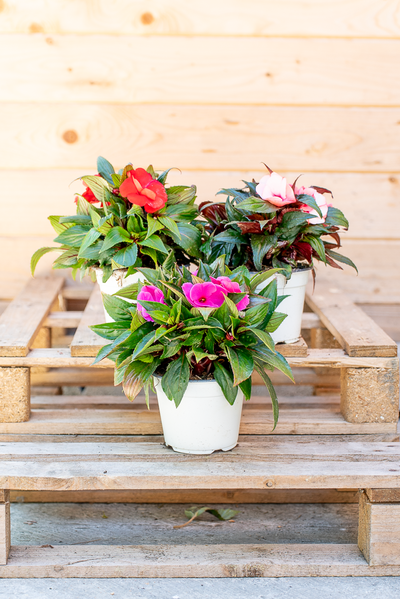 Impatiens