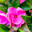 Impatiens