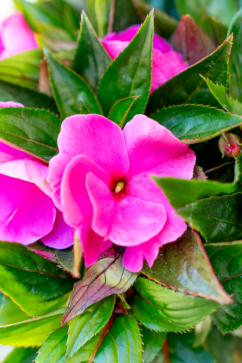 Impatiens