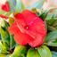 Impatiens