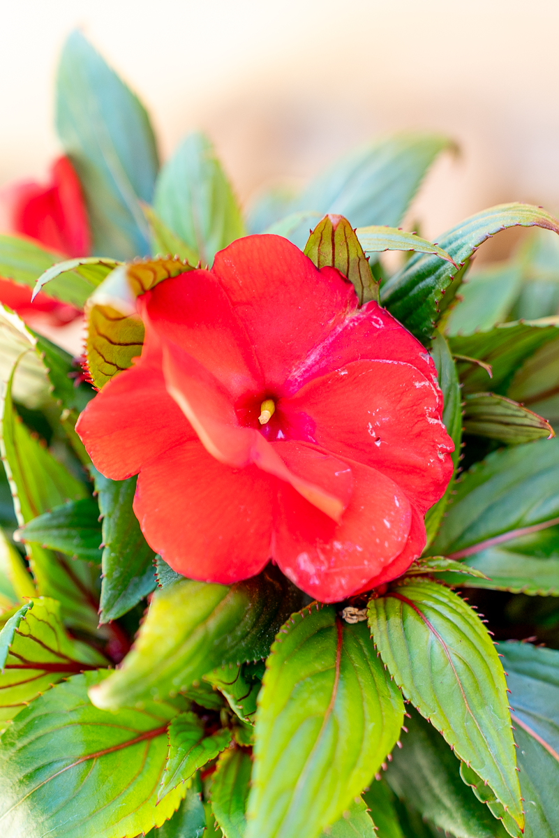Impatiens