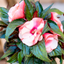 Impatiens