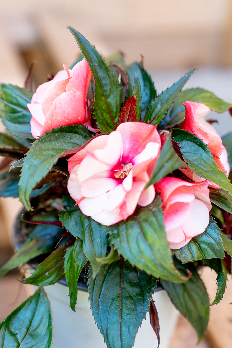 Impatiens