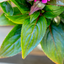 Impatiens