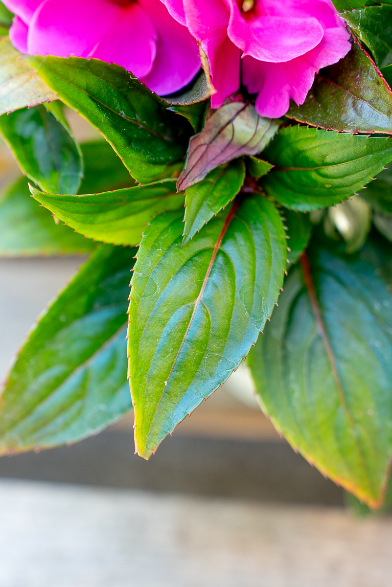 Impatiens