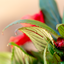 Impatiens