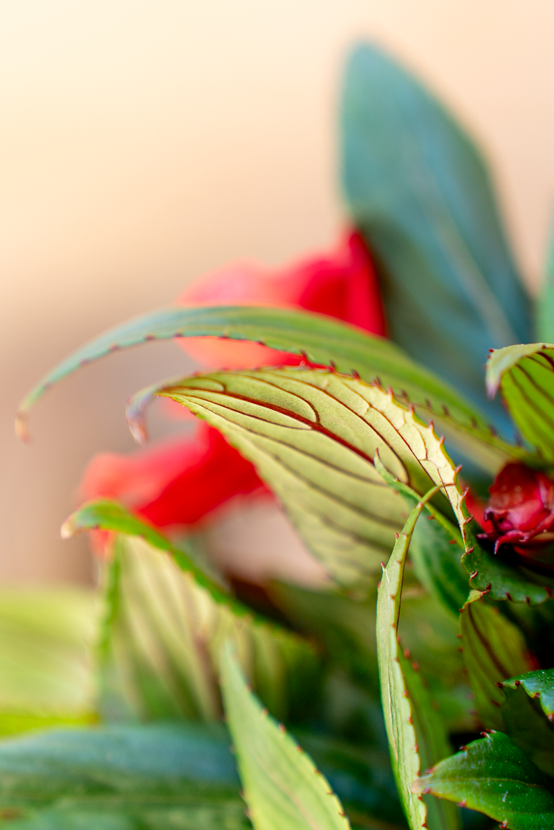 Impatiens