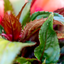 Impatiens
