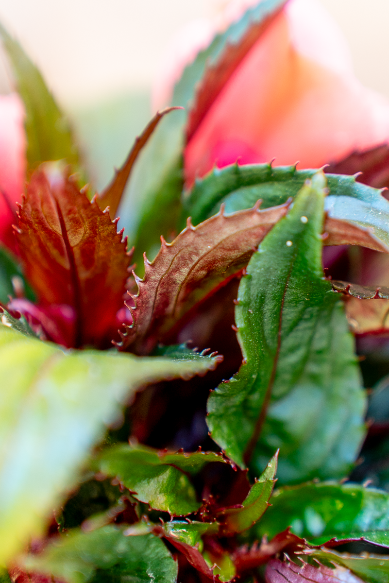 Impatiens