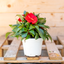 Impatiens