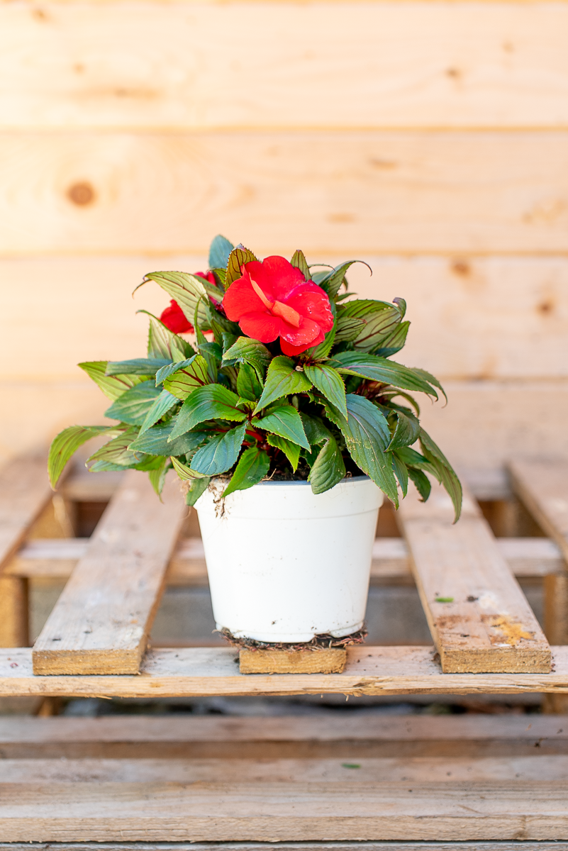 Impatiens