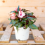 Impatiens