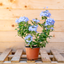 Plumbago