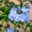 Plumbago