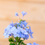 Plumbago