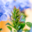 Plumbago