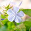 Plumbago