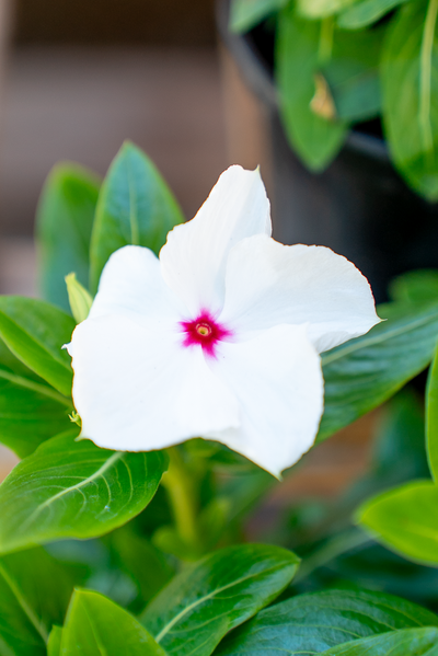 Vinca