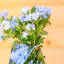 Plumbago
