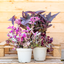 Tradescantia