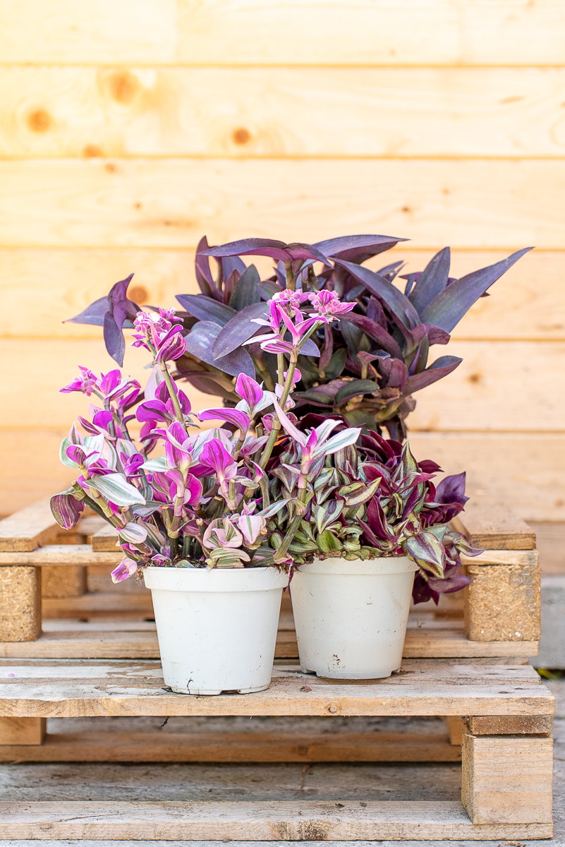 Tradescantia