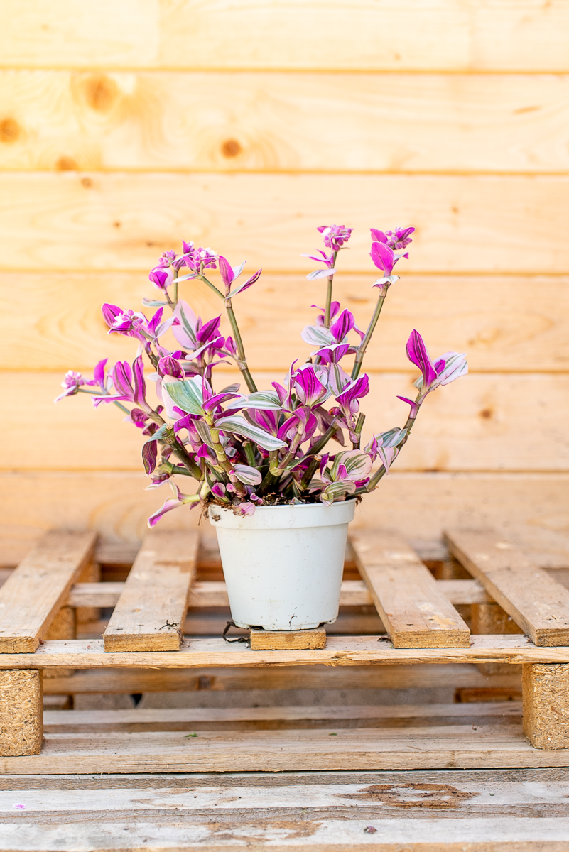 Tradescantia