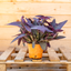 Tradescantia