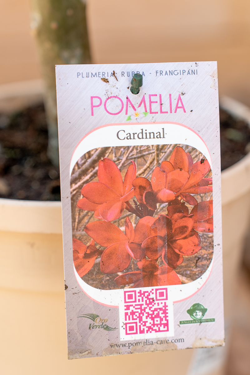 Pomelia