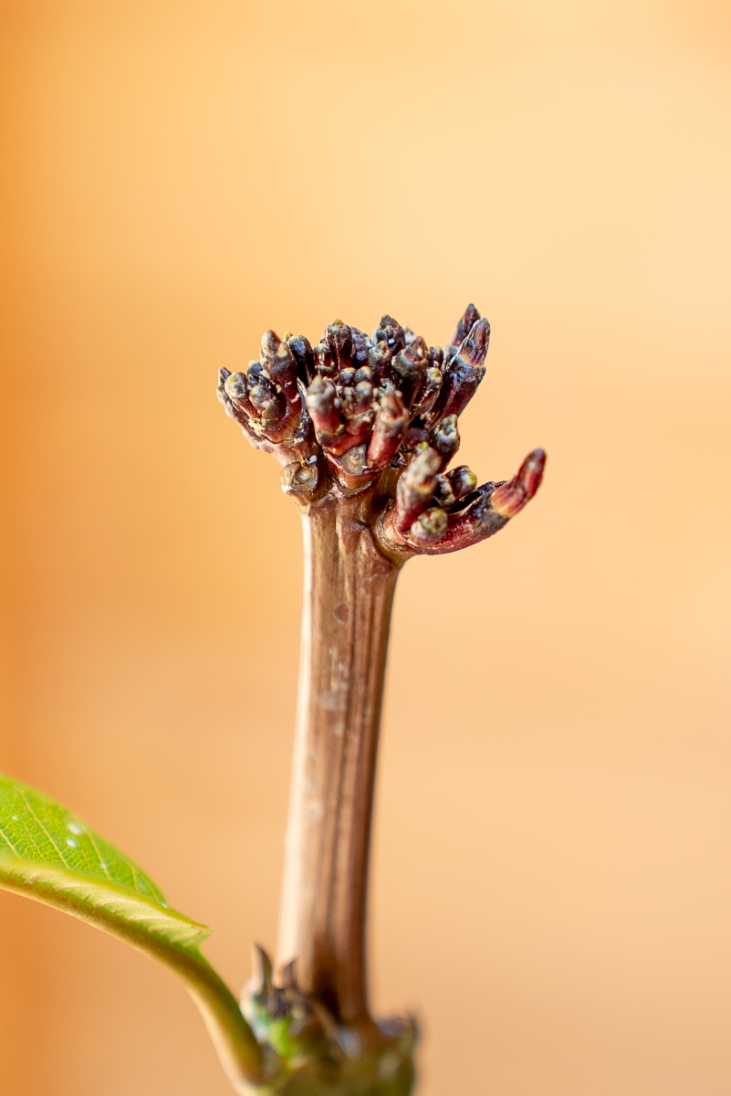 Pomelia