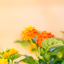 Lantana Camara XL