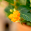 Lantana Camara XL