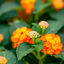 Lantana Camara XL