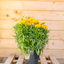 Coreopsis Grandiflora
