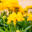 Coreopsis Grandiflora