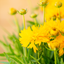 Coreopsis Grandiflora