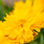 Coreopsis Grandiflora