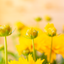 Coreopsis Grandiflora