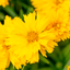 Coreopsis Grandiflora