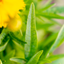Coreopsis Grandiflora