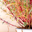 Gaura Lindheimeri