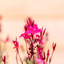 Gaura Lindheimeri