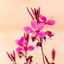 Gaura Lindheimeri