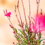 Gaura Lindheimeri