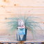 Festuca