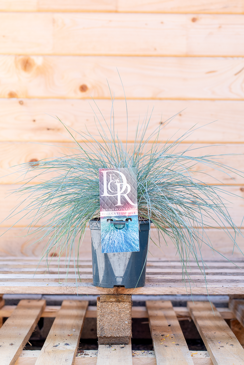 Festuca