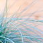 Festuca