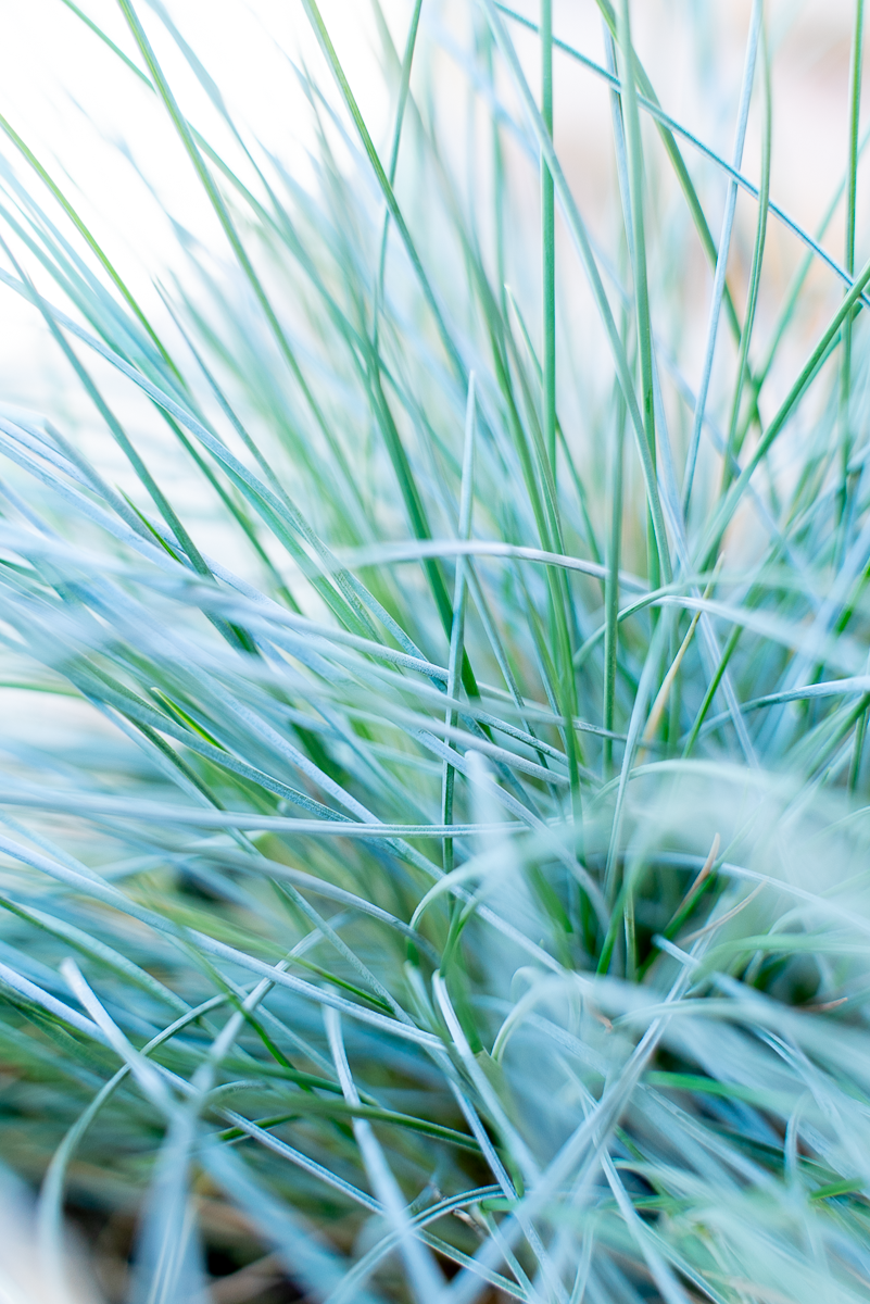 Festuca