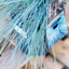 Festuca