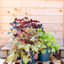 Heuchera