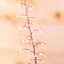 Heuchera